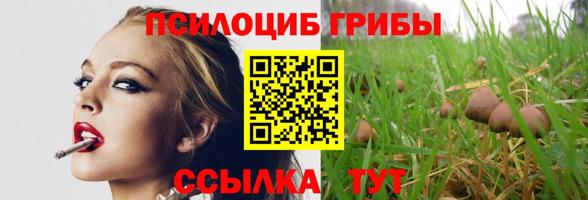 Галлюциногенные грибы Psilocybe Кубинка